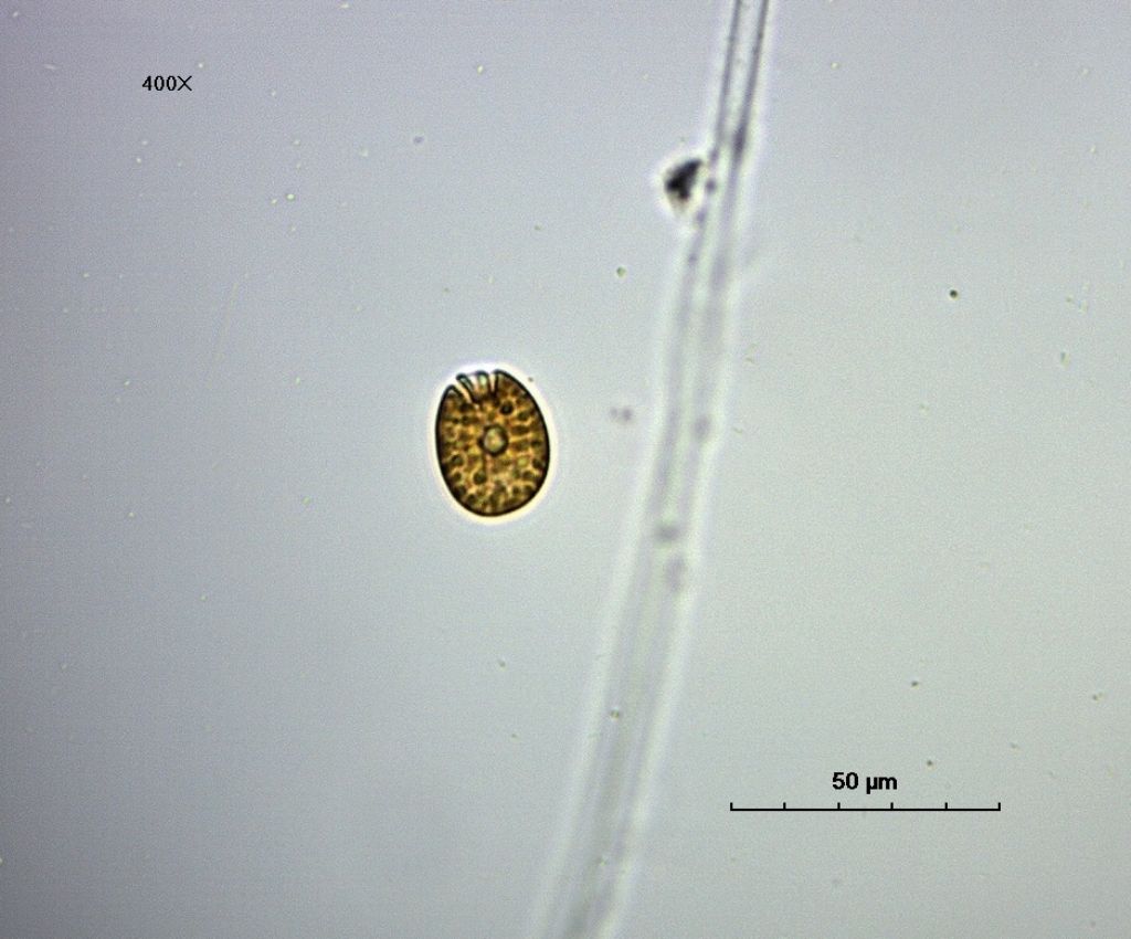 Amphidinium sp.